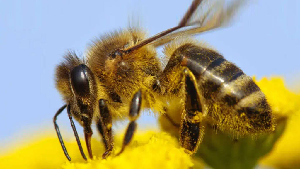 11 декабря, 2024   Китай, Сельское хозяйство, Торговля, Экспорт   От Поворот России в Азию