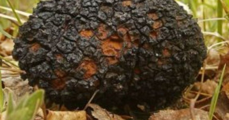    Кировская область успешно экспортирует березовую чагу уже 7 лет