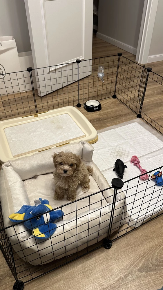 Вольер для щенка