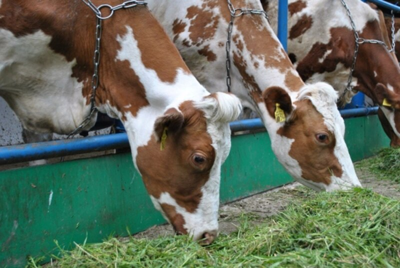 Иллюстрация фотобанка Ростовского отделения СЖР