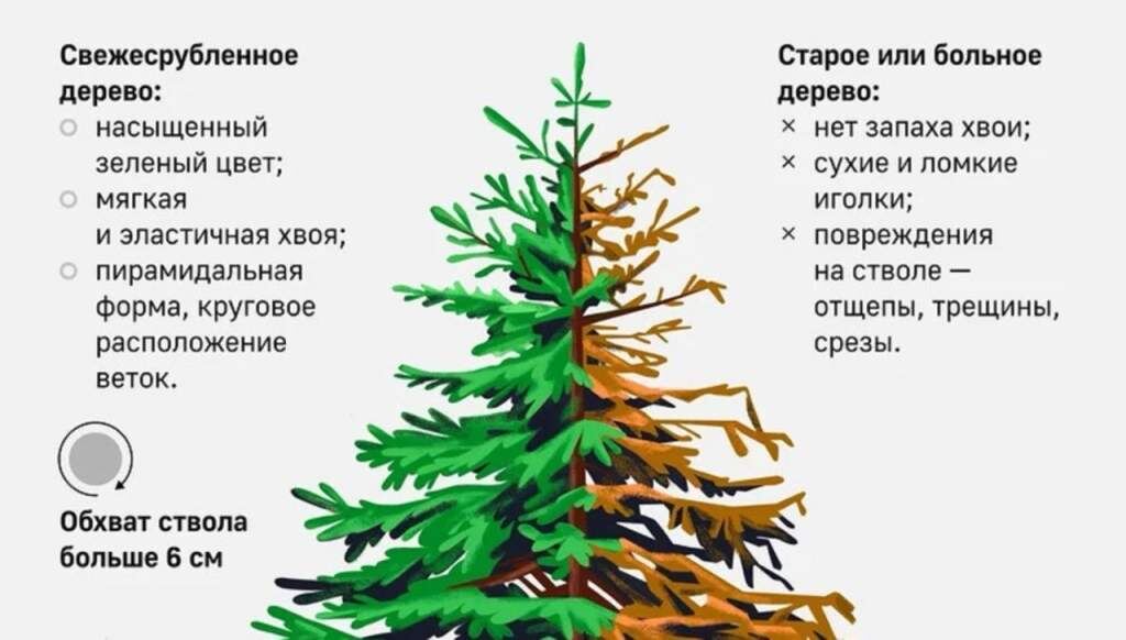 Оксана Маркова, Сабина Вахитова, Карина Ершова/ТАСС