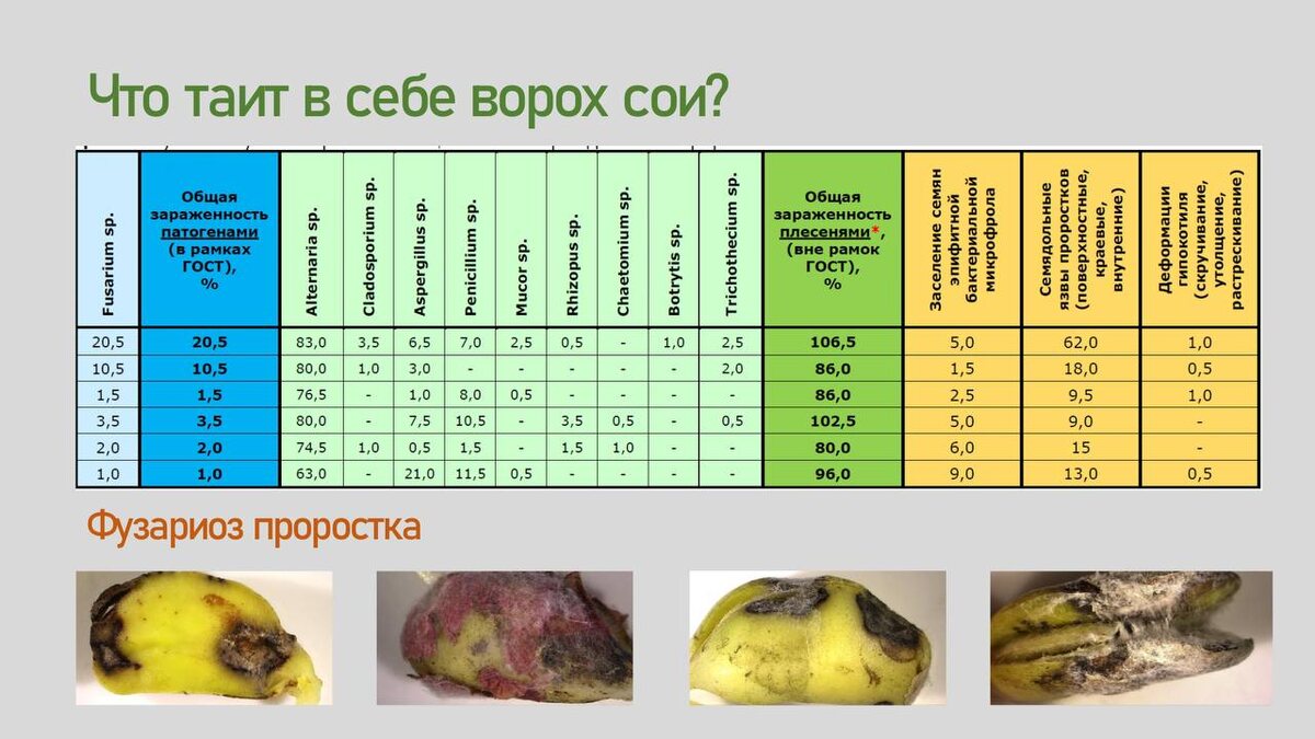 Что таит в себе ворох сои, пришедший с поля? Большое количество патогенов.