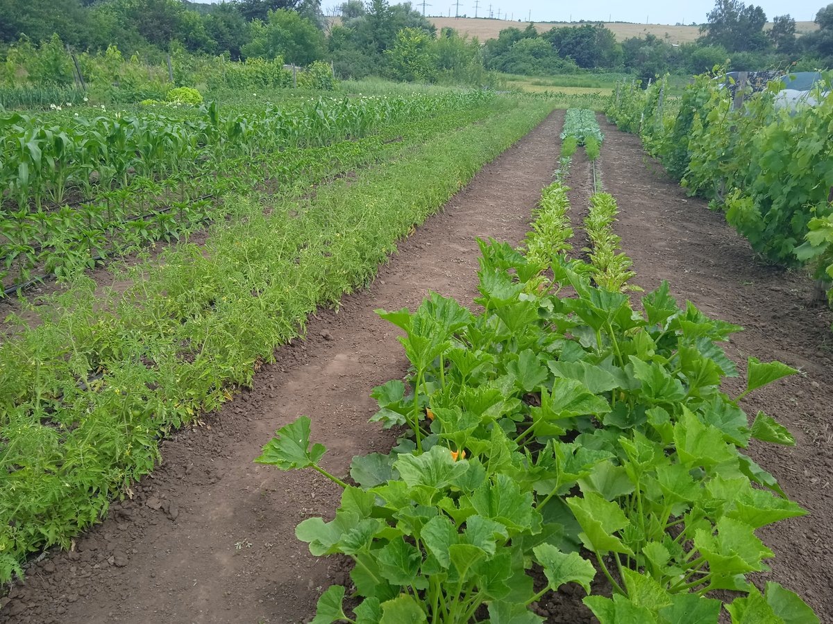 мой огород в начале лета
