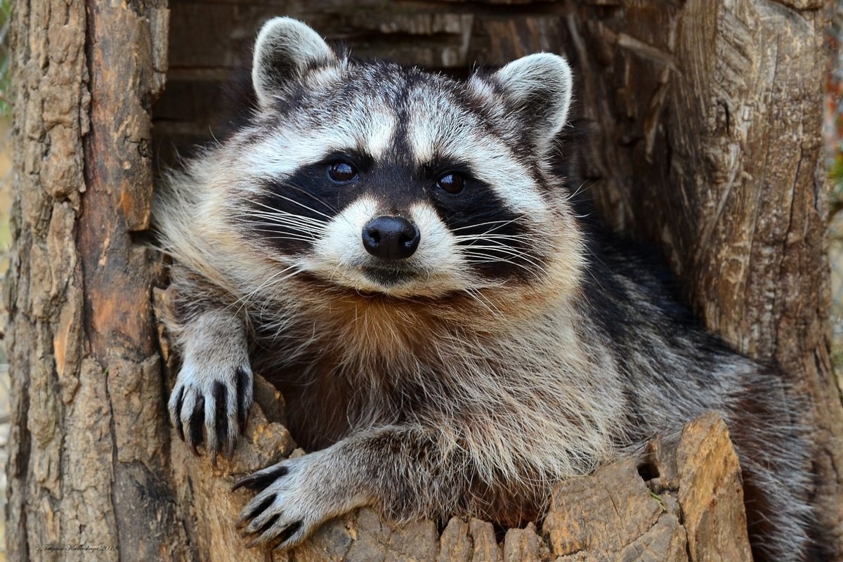 Картинка взята из открытых источников Яндекс картинки