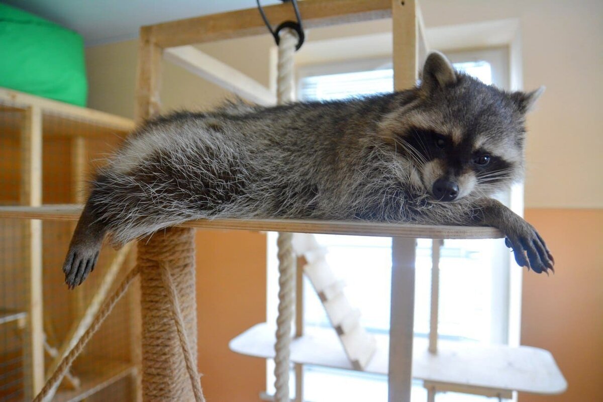 Картинка взята из открытых источников Яндекс картинки