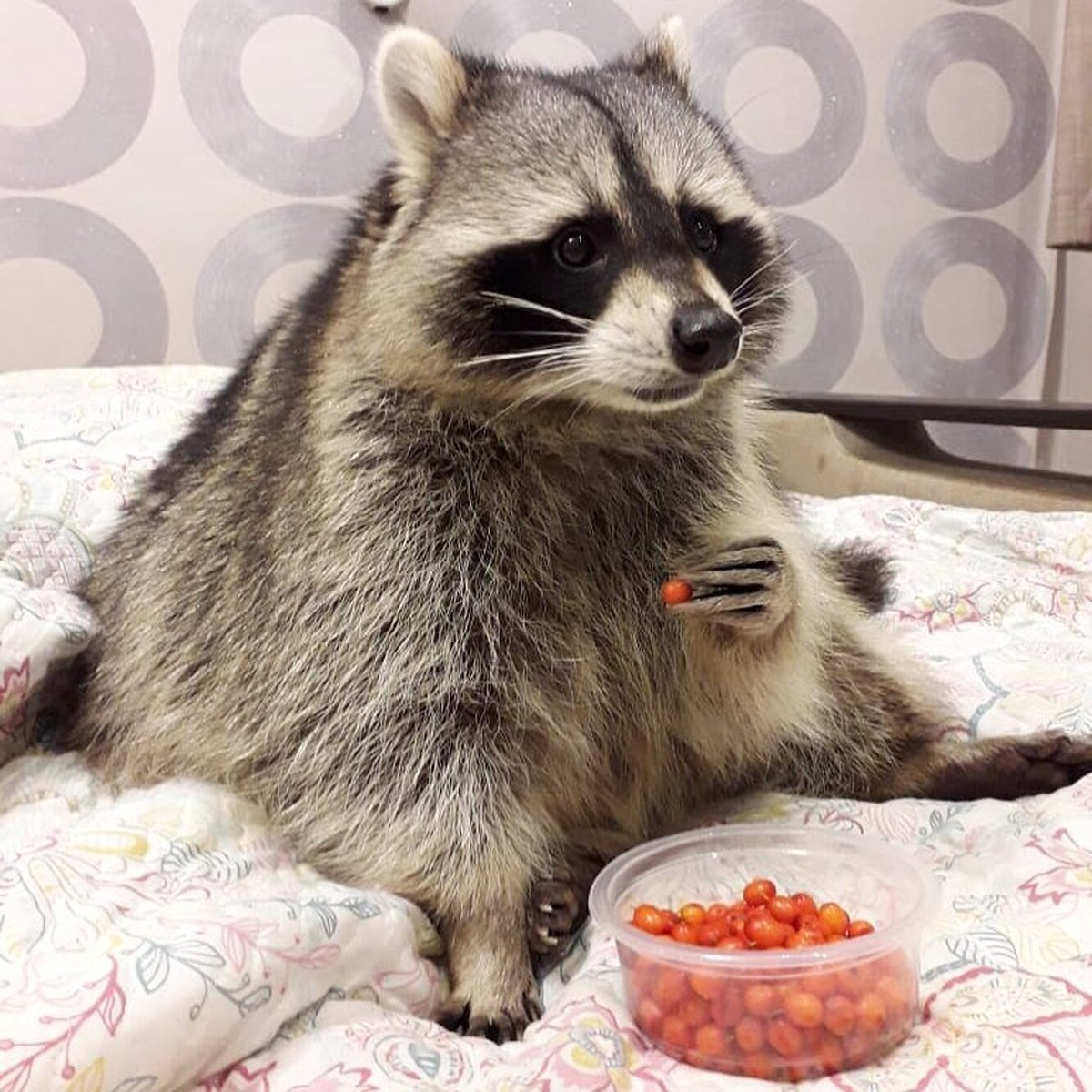 Картинка взята из открытых источников Яндекс картинки