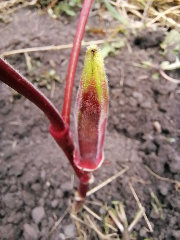 Мой первый плод бамии, фото автора 