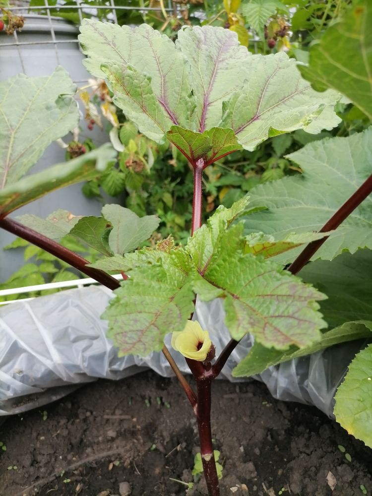 Бамия Бургунди, первый цветок, фото автора