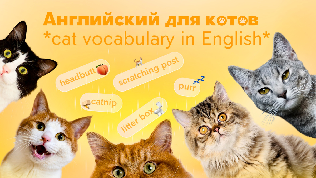 + 🎁 тест для проверки знаний в конце статьи