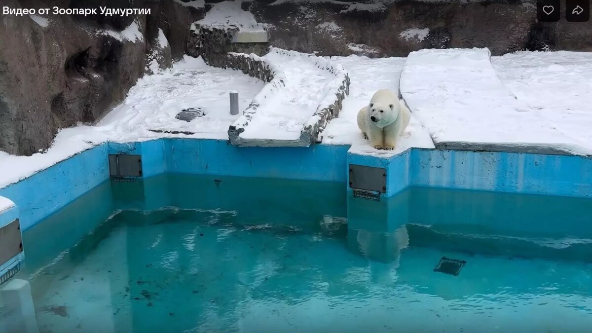     Источник: Скриншот видео зоопарка Ижевска