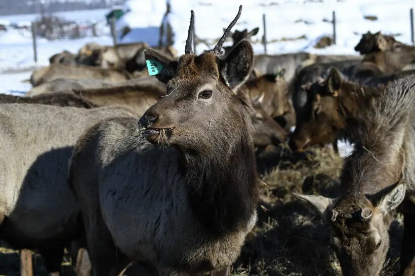     © РИА Новости. Александр Кряжев