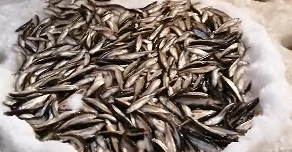 фото с сайта: https://www.fishingsib.ru/social_media/record/134154/