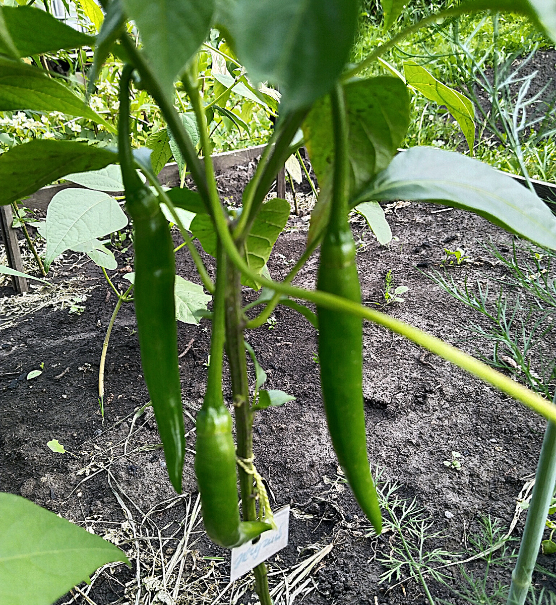 Перец Жгучий. Фото от 30.06.2024