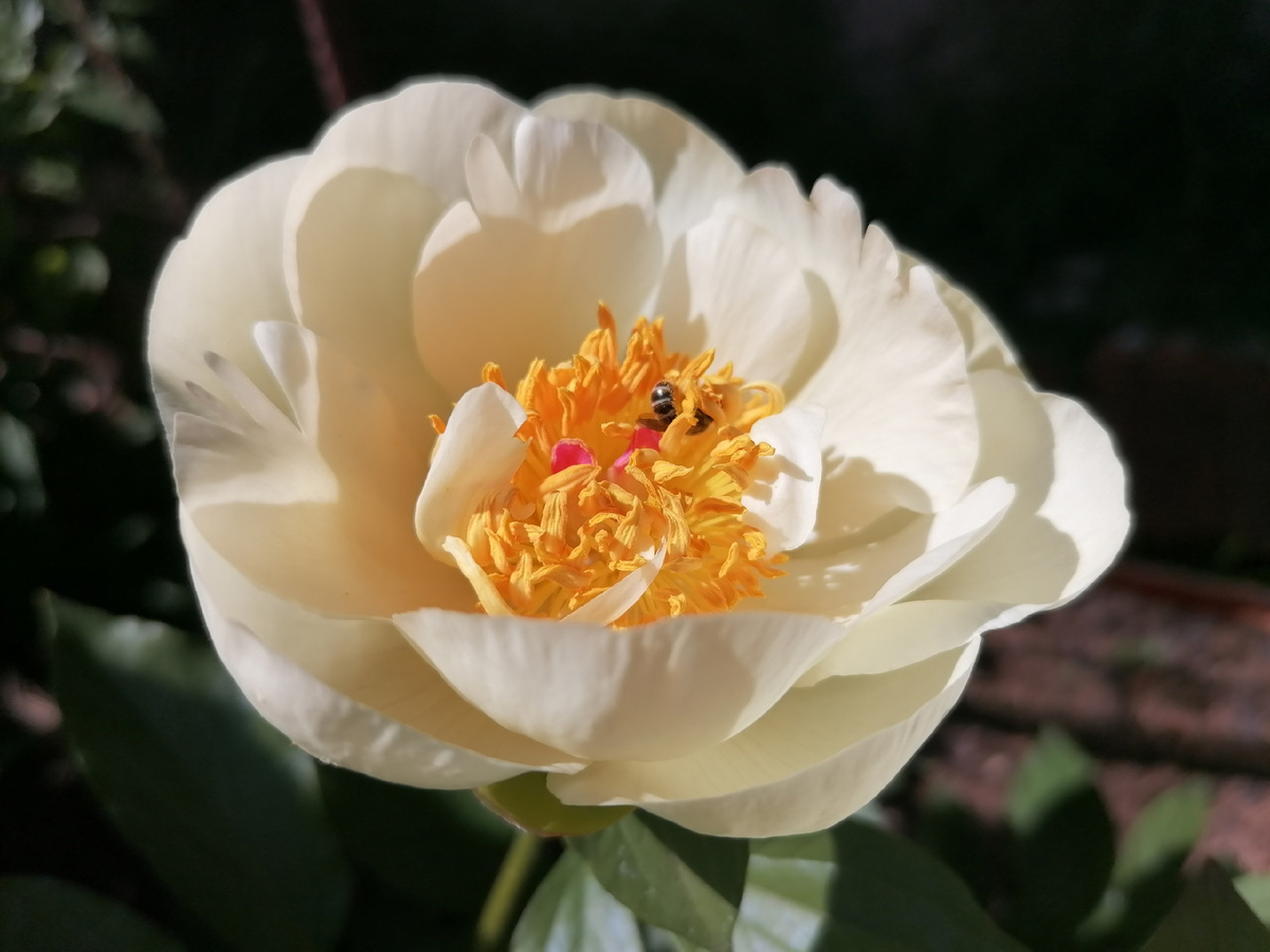 Наш пион сорта 'Клэр де Люн' (Claire de Lune) летом 2024 года. Фото автора @Маша Генералова