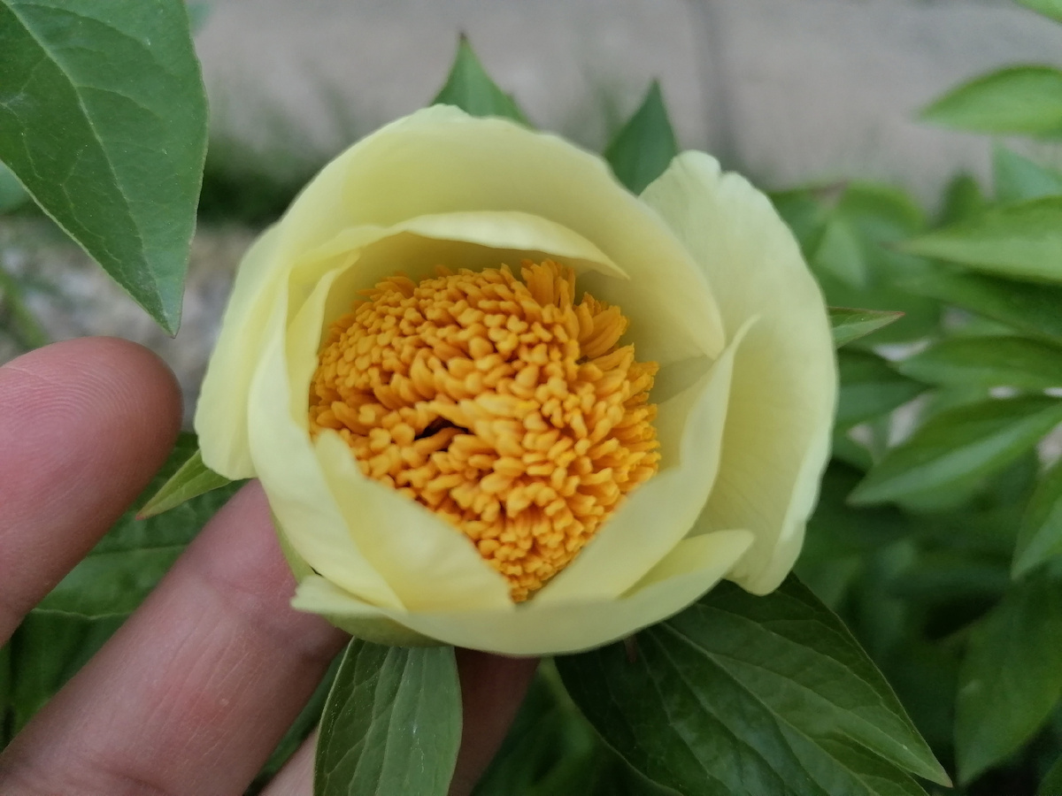 Пион сорта 'Рой Персонс Бест Йеллоу' (Roy Persons Best Yellow) в нашем саду на даче в 2024 году. Фото автора @Маша Генералова 