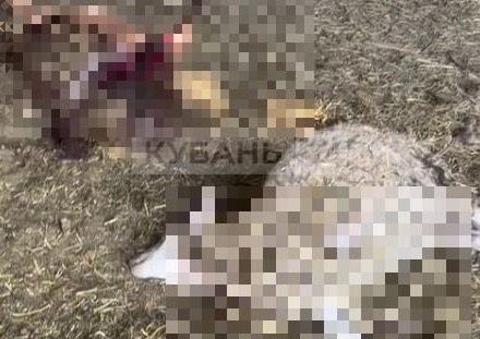    Фото «Кубань 24»