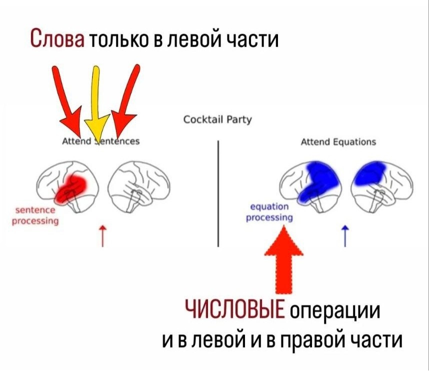 Слова и цифры активируют разные части головного мозга. Kulasingham, J. P., Joshi, N. H., Rezaeizadeh, M., & Simon, J. Z. (2021). Cortical processing of arithmetic and simple sentences in an auditory attention task. Journal of Neuroscience, 41(38), 8023-8039.