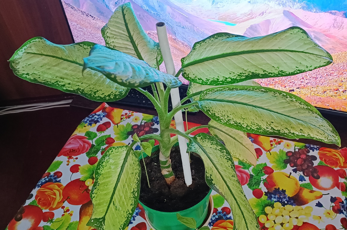 СЕЯНЦЫ ХУРМЫ ВМЕСТЕ С ДИФФЕНБАХИЕЙ