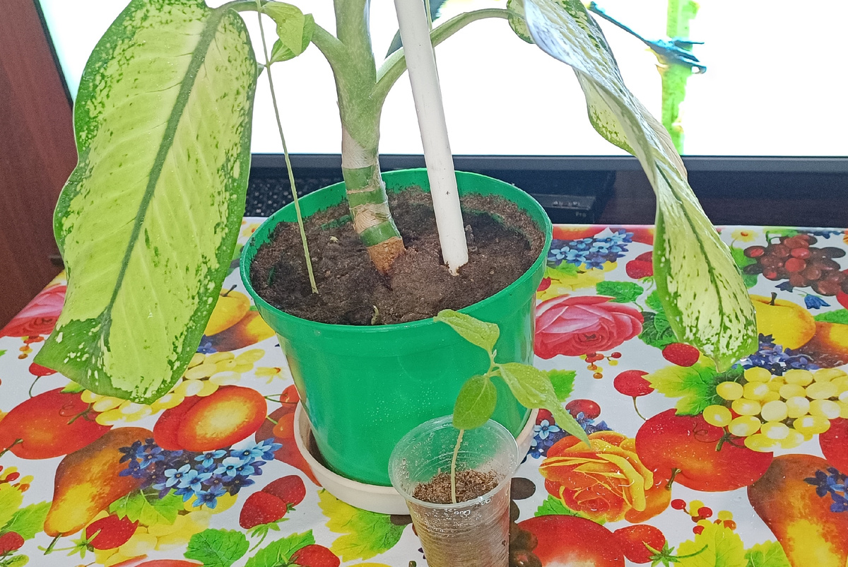 СЕЯНЦЫ ХУРМЫ ВМЕСТЕ С ДИФФЕНБАХИЕЙ