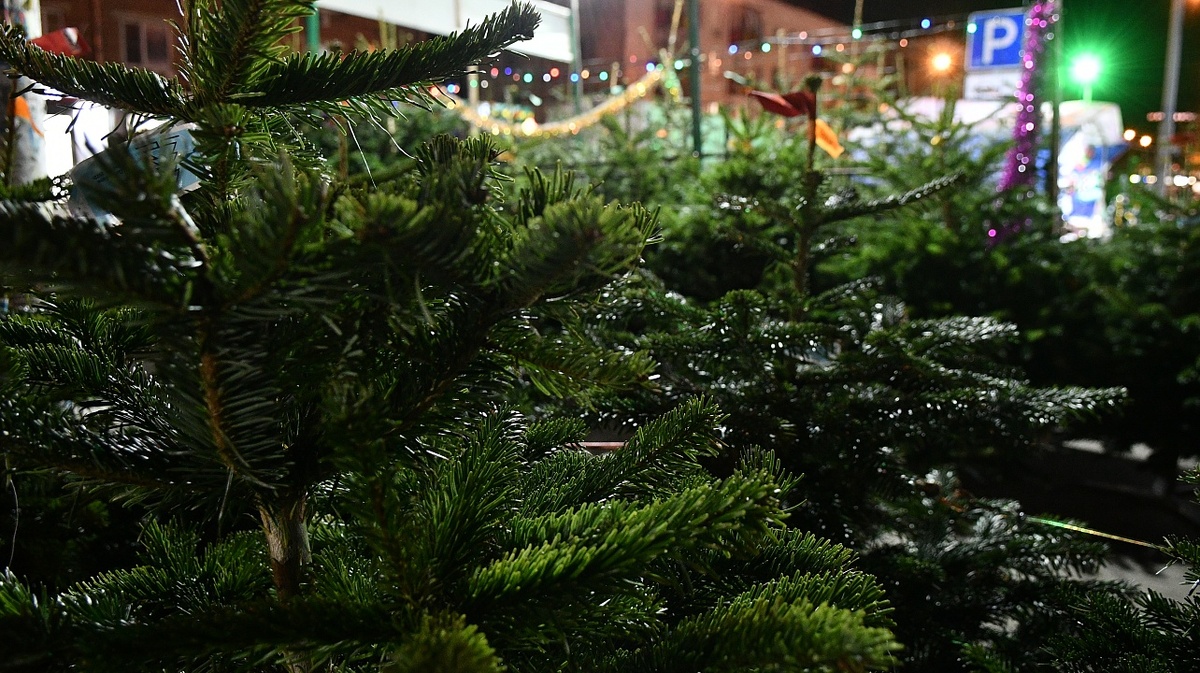 Фото: Александр Райко/сайт администрации Краснодара