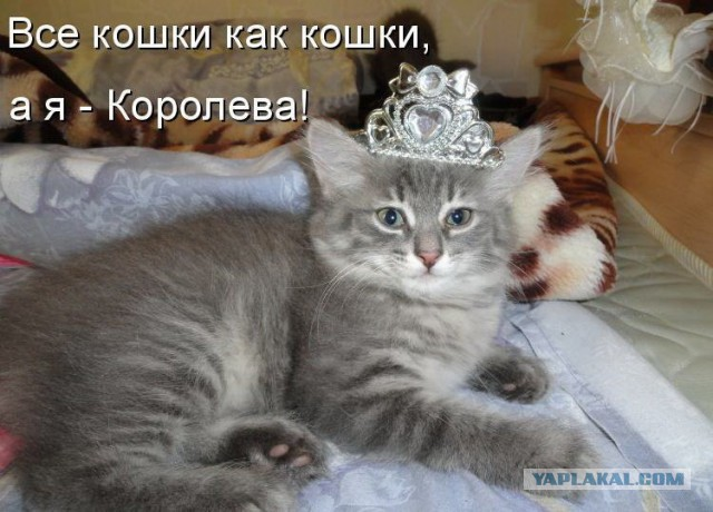 Королева Кошка. / Фото с просторов.