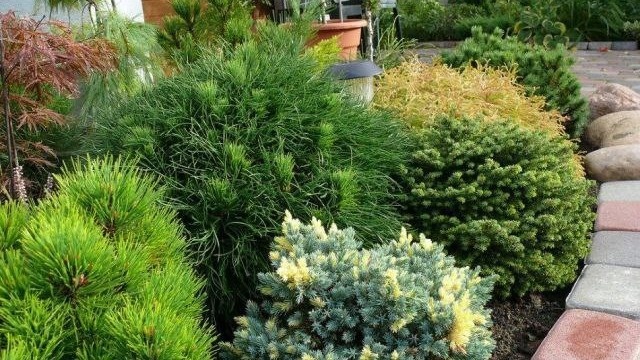 Композиция из низкорослых хвойных. Фото с pinterest.com