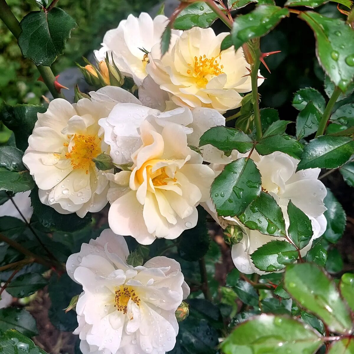 Айвори Дрифт. Почвопокровная роза.