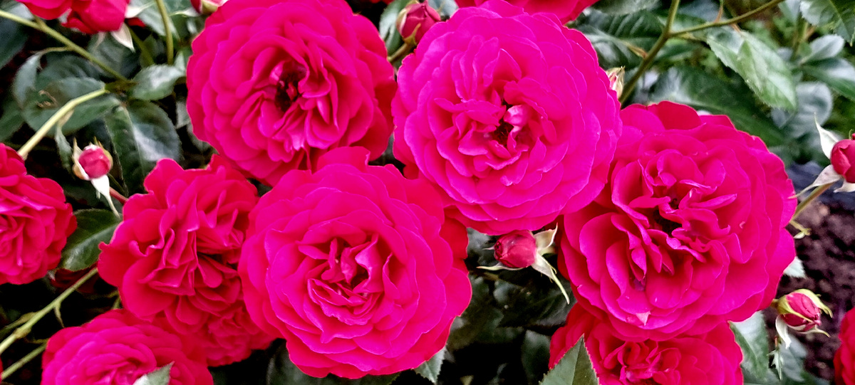 Бордо. Флорибунда