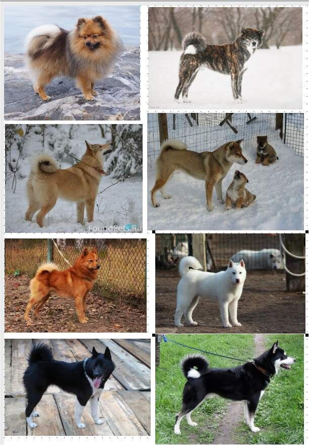 Прошу прощение за качество, на эта картинка уже была использована как иллюстрация в споре о внешних различиях (длина туловища) лайкообразных Европы и Азии. Слева направо сверху вниз: Шпиц, Американская Акита ину, Западно-сибирская лайка, Сикоку ину, Карельская лайка, Кисю, Русско-европейская лайка, Восточно-сибирская лайка