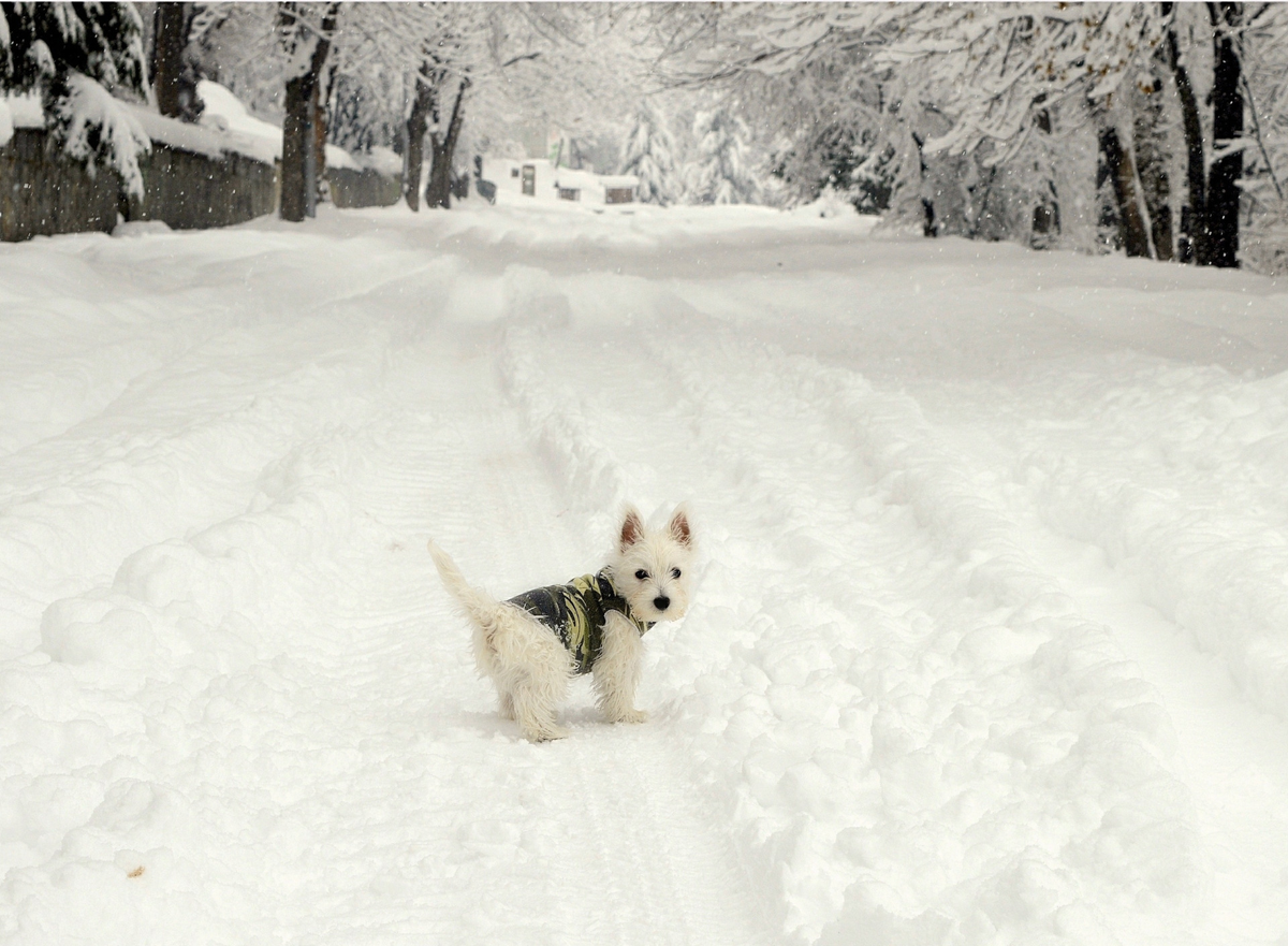 Зимняя прогулка