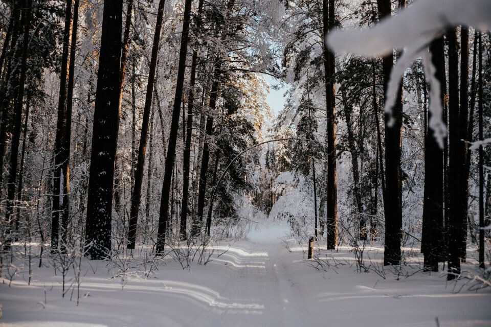    Лес. Деревья. Источник: Анна Меньшикова