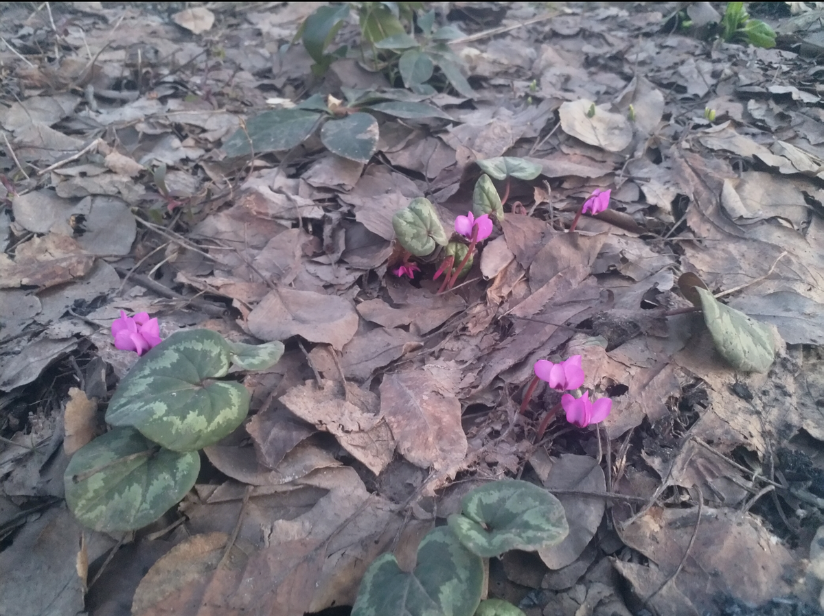 Цикламены после первой зимовки.