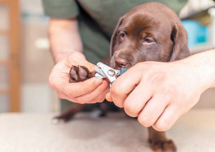 Постепенное мягкое приучение к стрижке когтей учит щенка спокойно относиться к этой процедуре