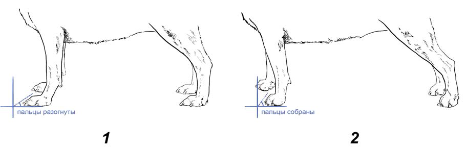 Чтобы понять, надо ли стричь собаке когти, присмотритесь к положению пальцев на лапе: если пальцы разогнуты (1) — когти пора стричь; если пальцы собраны «в кулачок» (2) — когти вашего питомца идеальной длины