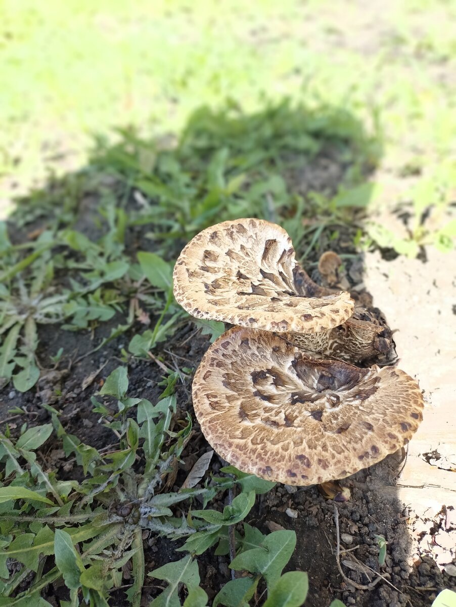 Автор фото Фея быстрого полёта