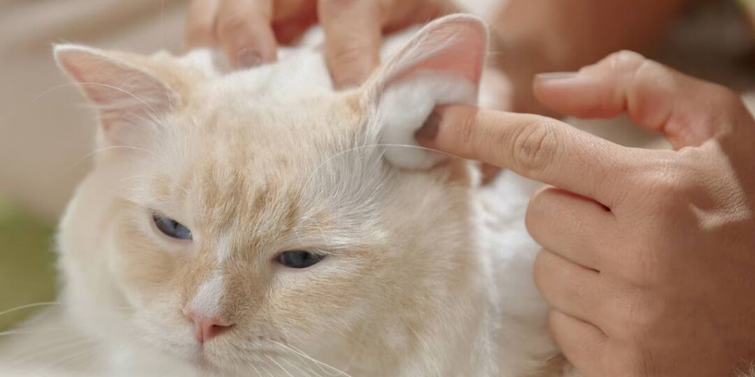 Почему у кошки в ушах чернота: что скрывается за этим симптомом?