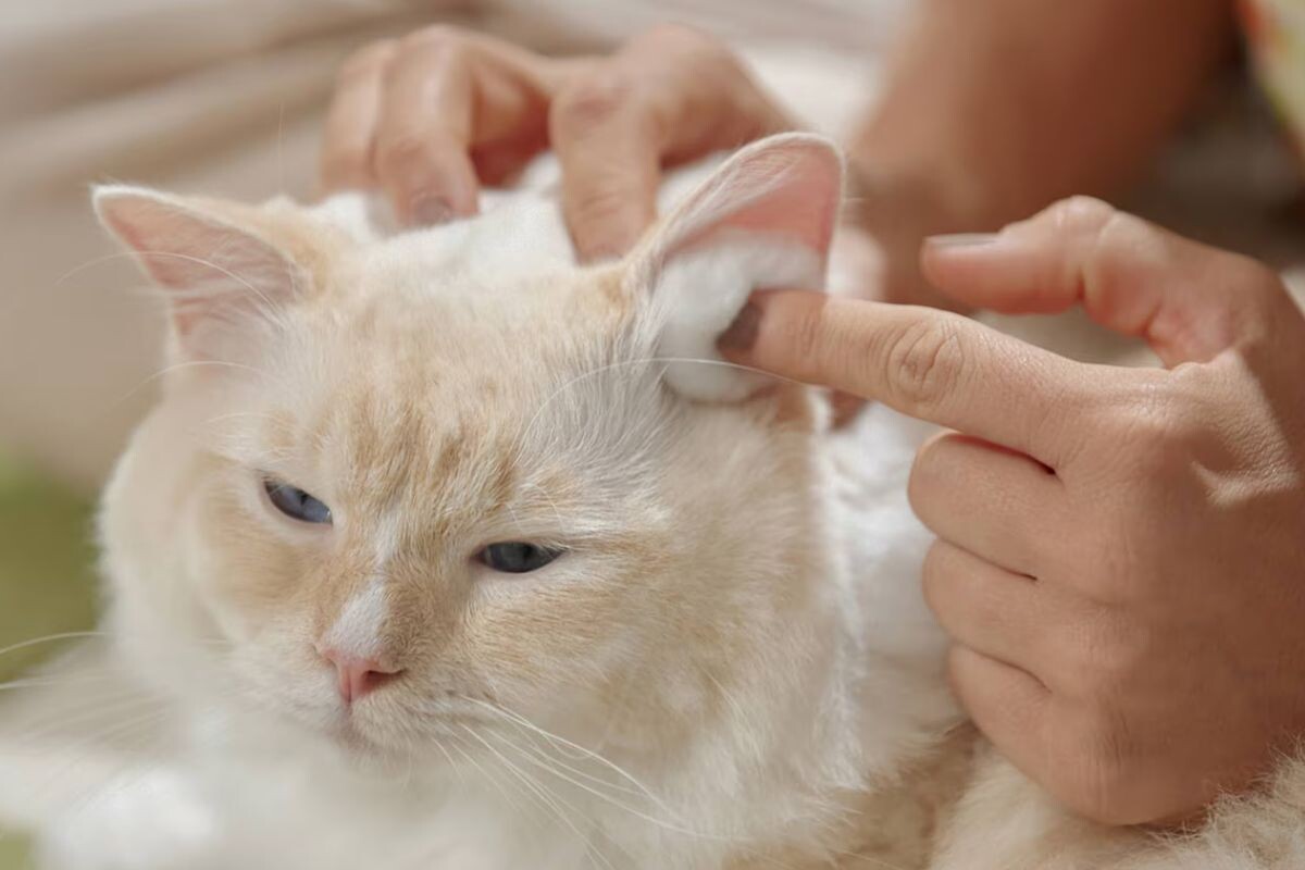Чистка ушей у кошки 