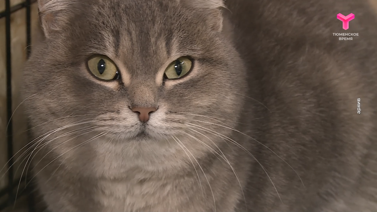 скриншот из сюжета программы "Утро"