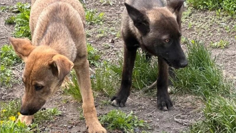     Бездомные собаки. Предоставлено altapress.ru