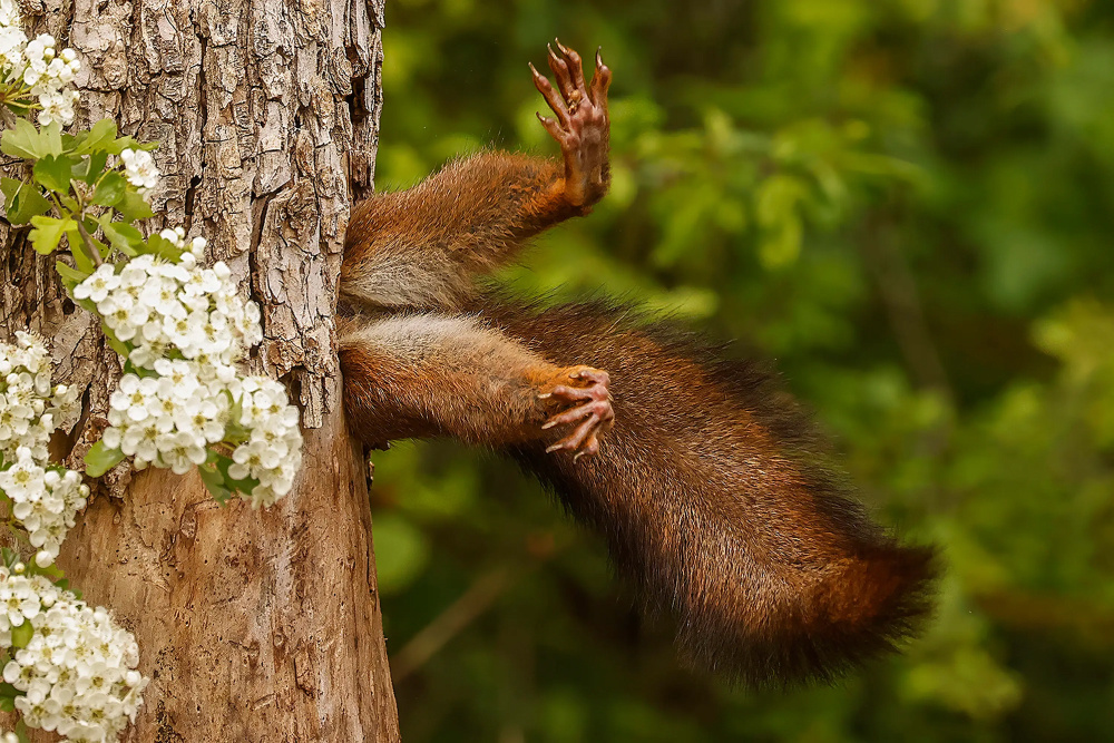    Фото: Milko Marchetti/Nikon Comedy Wildlife Awards