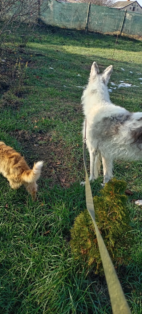 Мармадюк на службе.. Выгуливать Толяна его прямая обязанность. 