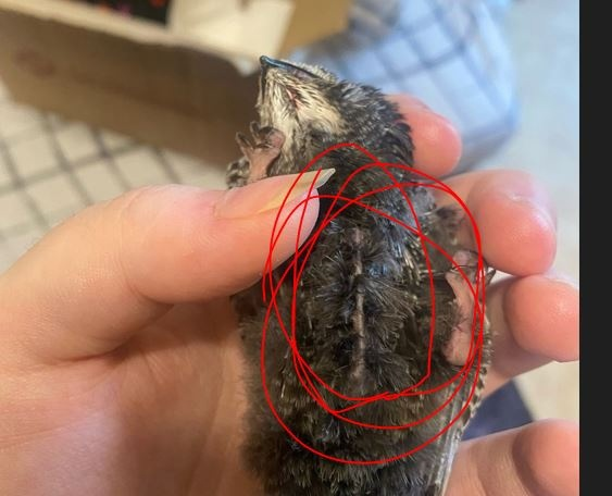 Пример острого киля. 