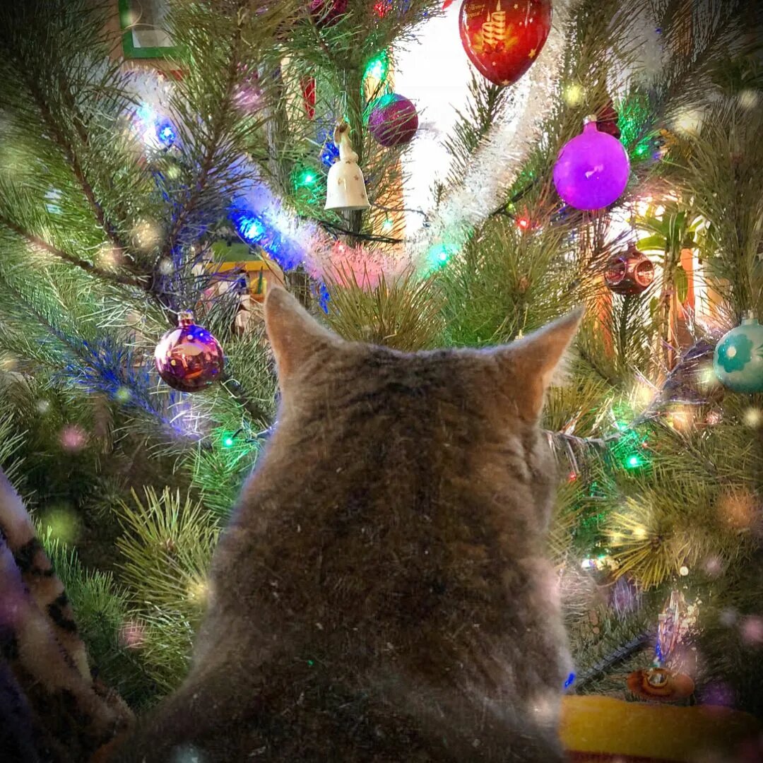 - Опа, они уже ёлку поставили...