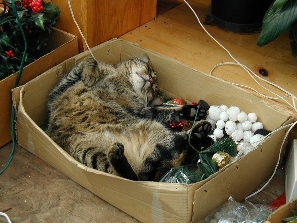 Новогоднее настроение.