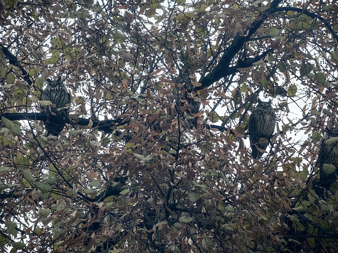 Совы в Кикинде