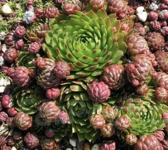 Молодило кровельное (Sempervivum tectorum)