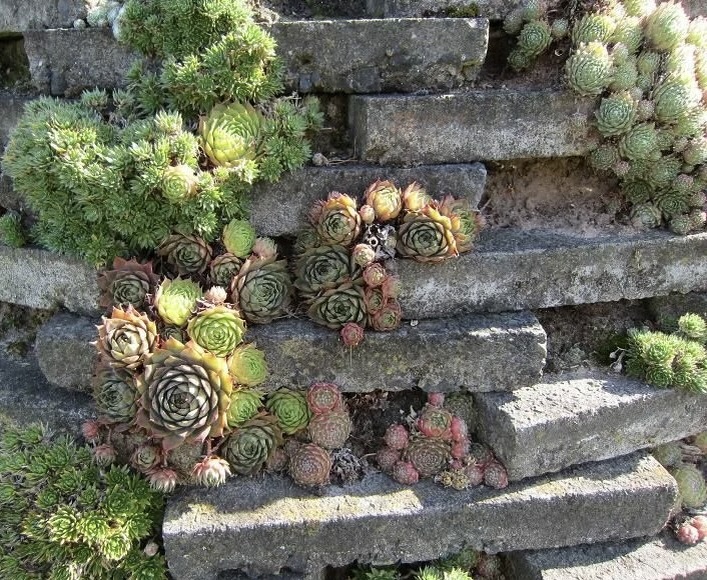 Бедная почва не помеха для Молодила