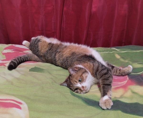 Фото автора. Кошка Тигра. Кошка автора)))