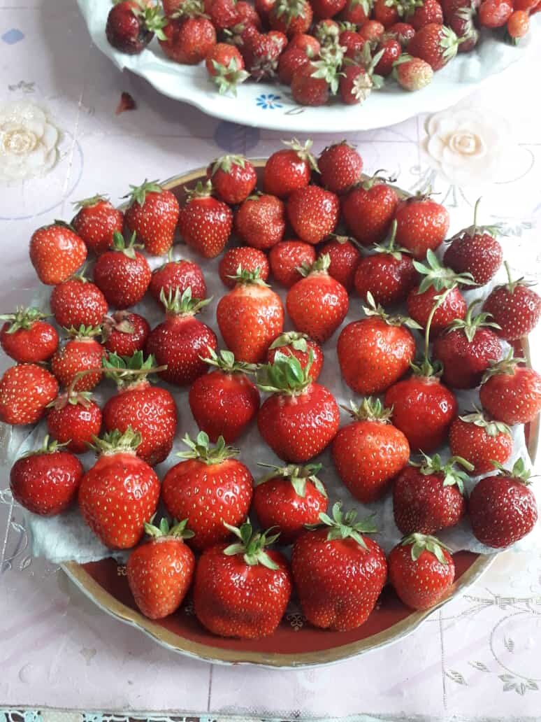 Просто фотогрфия из личного архива. Моя земляника садовая.