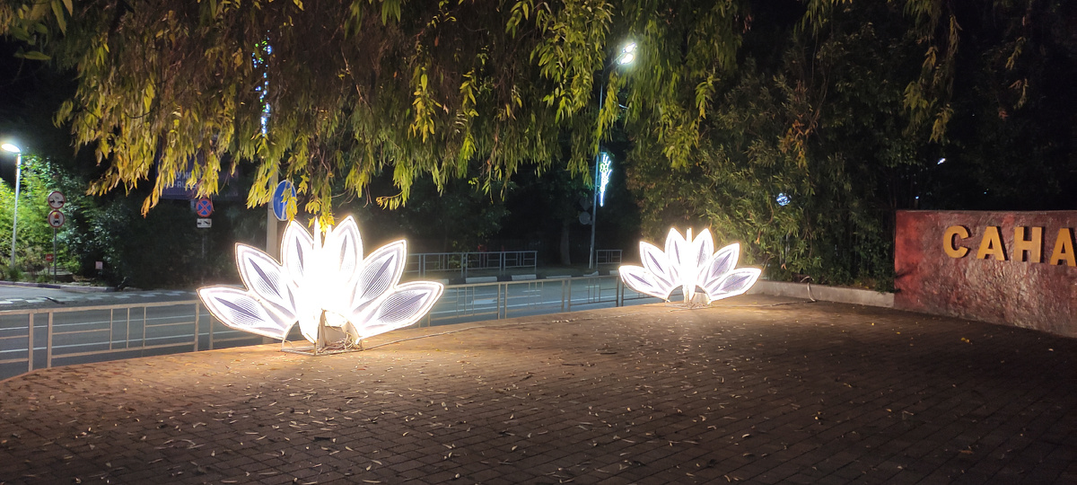 Светящиеся лотосы. Сочи